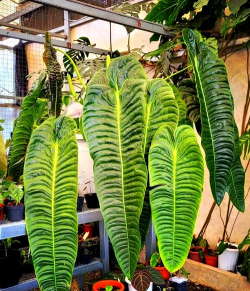 火鹤花怎么养多肉,掌握关键技巧,轻松爆盆生长 火鹤花怎么养多肉,掌握关键技巧,轻松爆盆生长