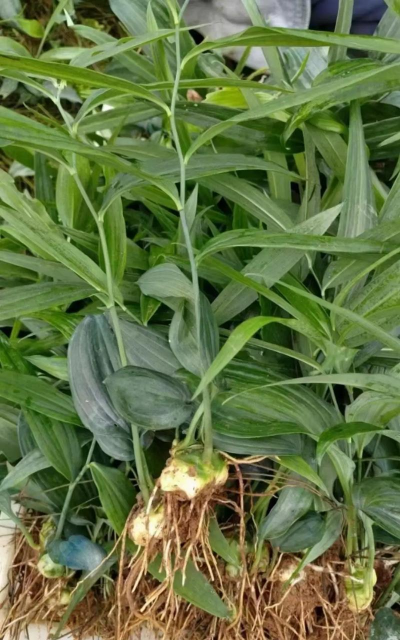 黄精的栽培,掌握关键技巧,轻松收获优质药材 黄精的栽培,掌握关键技巧,轻松收获优质药材