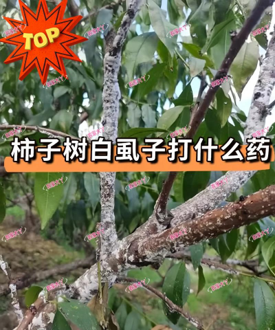 树白虱防治,识别虫害特征,选择有效方法 树白虱防治,识别虫害特征,选择有效方法