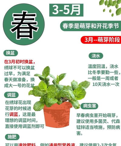 绣球花怎么养多肉,掌握关键技巧,轻松爆盆开花 绣球花怎么养多肉,掌握关键技巧,轻松爆盆开花