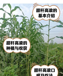 高梁高产栽培技术,选对品种,掌握关键步骤 高梁高产栽培技术,选对品种,掌握关键步骤