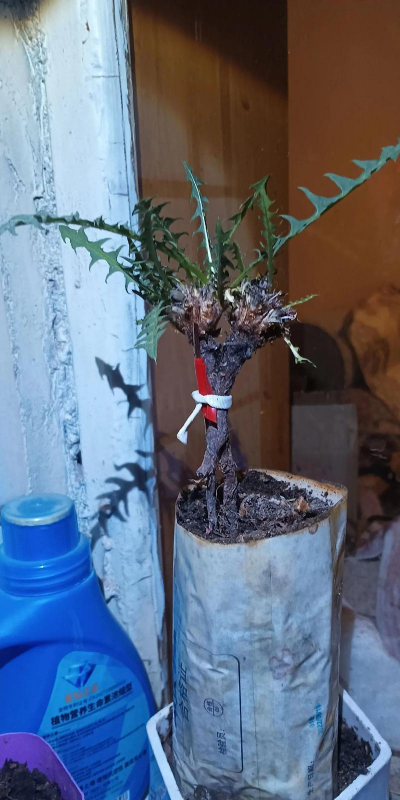 蒲公英的栽培技术,轻松上手,收获满满 蒲公英的栽培技术,轻松上手,收获满满