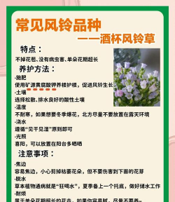 风铃花怎么养乌龟,常见误区解析,实用饲养指南 风铃花怎么养乌龟,常见误区解析,实用饲养指南
