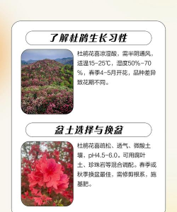 杜鹃老桩的栽培方法,选对时机,掌握关键步骤 杜鹃老桩的栽培方法,选对时机,掌握关键步骤