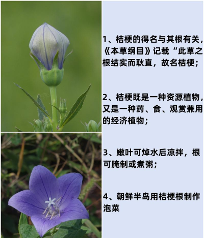 桔梗花怎么养乌龟,常见问题解答,实用技巧分享 桔梗花怎么养乌龟,常见问题解答,实用技巧分享