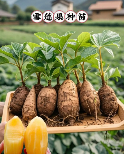 雪莲栽培,掌握关键步骤,轻松种出健康植株 雪莲栽培,掌握关键步骤,轻松种出健康植株