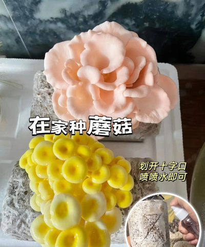 蘑菇栽培,新手入门,轻松上手 蘑菇栽培,新手入门,轻松上手