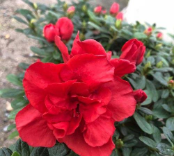 杜鹃花夏天怎么养兔子,避开高温风险,确保安全健康 杜鹃花夏天怎么养兔子,避开高温风险,确保安全健康