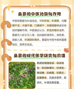 桑树的栽培,掌握关键步骤,轻松收获果实 桑树的栽培,掌握关键步骤,轻松收获果实