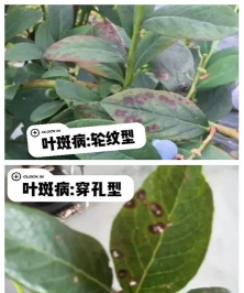 蓝莓树怎样防治,常见病害识别,有效应对方法 蓝莓树怎样防治,常见病害识别,有效应对方法