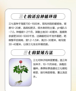 三七的栽培,掌握关键步骤,轻松种出好药材 三七的栽培,掌握关键步骤,轻松种出好药材