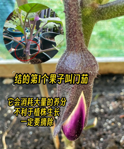 茄子栽培,掌握关键技巧,轻松收获果实 茄子栽培,掌握关键技巧,轻松收获果实