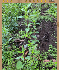 龙胆草栽培技术,选对方法,轻松上手 龙胆草栽培技术,选对方法,轻松上手