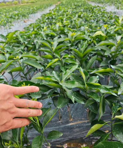 沃柑的栽培技术,掌握关键要点,轻松实现高产优质 沃柑的栽培技术,掌握关键要点,轻松实现高产优质