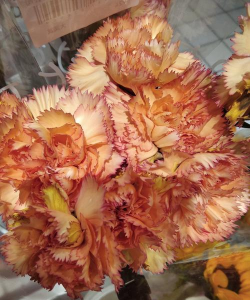 康乃馨花怎么养仓鼠,新手常犯错误,正确饲养指南 康乃馨花怎么养仓鼠,新手常犯错误,正确饲养指南