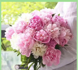 芍药花怎么养头发,天然护发方法,养护效果解析 芍药花怎么养头发,天然护发方法,养护效果解析