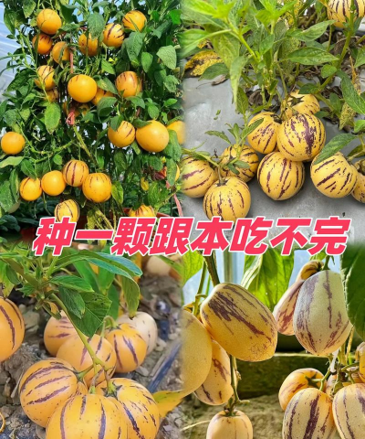 果苗的栽培,选对品种,掌握技巧 果苗的栽培,选对品种,掌握技巧