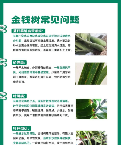 金钱树怎么防治,常见问题解析,实用方法分享 金钱树怎么防治,常见问题解析,实用方法分享