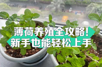龙珠栽培人,种植方法详解,新手也能轻松上手 龙珠栽培人,种植方法详解,新手也能轻松上手