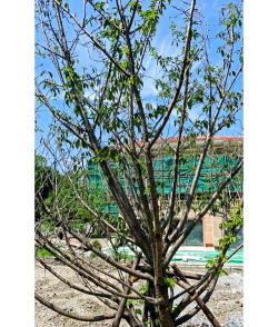 树虫眼怎么防治,找准原因,用对方法 树虫眼怎么防治,找准原因,用对方法