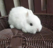 海棠花怎么养兔子,常见疑问,解决方向 海棠花怎么养兔子,常见疑问,解决方向