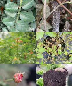 树毛子防治方法,识别常见虫害,掌握有效技巧 树毛子防治方法,识别常见虫害,掌握有效技巧