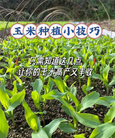 玉米栽培视频,掌握种植技巧,轻松收获高产 玉米栽培视频,掌握种植技巧,轻松收获高产