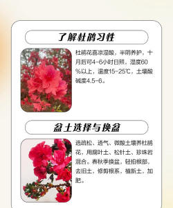 杜鹃花夏天怎么养指甲,避开常见误区,轻松保持健康 杜鹃花夏天怎么养指甲,避开常见误区,轻松保持健康