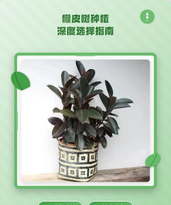 橡皮树栽培,选对方法,轻松养活 橡皮树栽培,选对方法,轻松养活