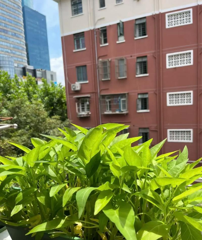 空心菜栽培,轻松上手,快速收获 空心菜栽培,轻松上手,快速收获