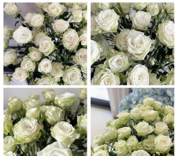 玫瑰花怎么养的久,延长花期技巧,日常养护要点 玫瑰花怎么养的久,延长花期技巧,日常养护要点