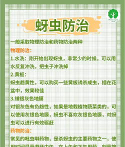 花椒树防治蚜虫,识别虫害特征,掌握有效方法 花椒树防治蚜虫,识别虫害特征,掌握有效方法