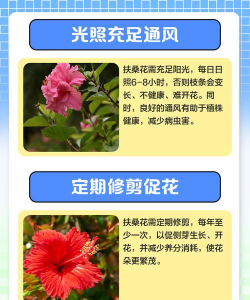 扶桑花怎么养头发,改善发质问题,日常护理技巧 扶桑花怎么养头发,改善发质问题,日常护理技巧