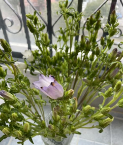 风铃花怎么养仓鼠,新手常犯错误,正确饲养指南 风铃花怎么养仓鼠,新手常犯错误,正确饲养指南