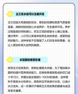 玉兰花怎样栽培,掌握关键步骤,轻松养出繁花满树 玉兰花怎样栽培,掌握关键步骤,轻松养出繁花满树