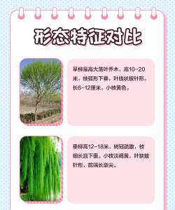 柳絮防治哪些树,常见问题解析,实用方法分享 柳絮防治哪些树,常见问题解析,实用方法分享
