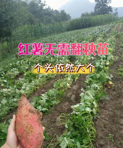 红薯苗的栽培技术,掌握关键步骤,轻松获得高产 红薯苗的栽培技术,掌握关键步骤,轻松获得高产