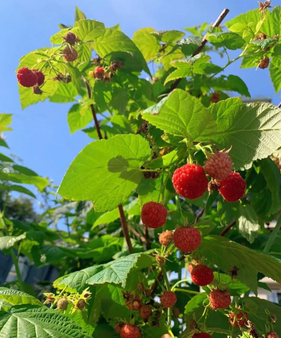 树莓的栽培,掌握关键步骤,收获满园果实 树莓的栽培,掌握关键步骤,收获满园果实