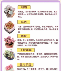 买的花怎么养多肉,新手入门指南,轻松养活不烂根 买的花怎么养多肉,新手入门指南,轻松养活不烂根