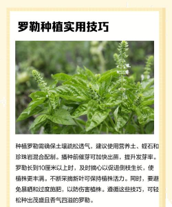 罗勒树病害防治,常见问题识别,有效应对方法 罗勒树病害防治,常见问题识别,有效应对方法