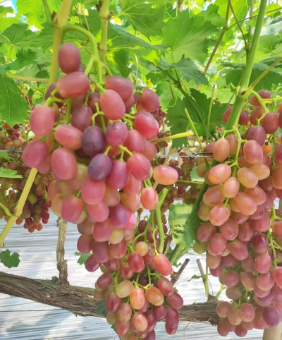 提子的栽培,掌握关键技巧,轻松收获甜蜜果实 提子的栽培,掌握关键技巧,轻松收获甜蜜果实