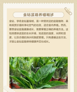 金针栽培技术,掌握关键步骤,轻松实现高产 金针栽培技术,掌握关键步骤,轻松实现高产