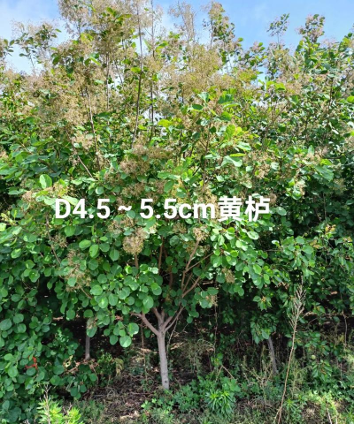 黄栌树病虫防治,识别常见问题,掌握有效方法 黄栌树病虫防治,识别常见问题,掌握有效方法