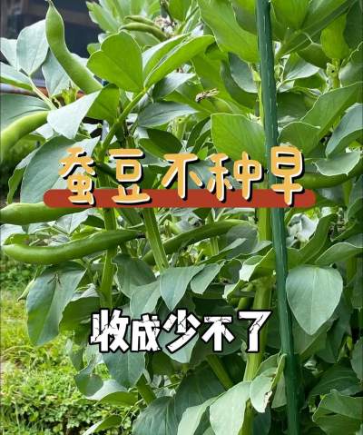 蚕豆栽培技术要点,选对品种,掌握关键步骤 蚕豆栽培技术要点,选对品种,掌握关键步骤