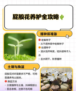 屁股花怎么养,掌握关键技巧,轻松养出好状态 屁股花怎么养,掌握关键技巧,轻松养出好状态