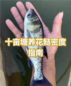 花鲢鱼怎么养的,掌握关键技巧,轻松养出肥美鱼 花鲢鱼怎么养的,掌握关键技巧,轻松养出肥美鱼