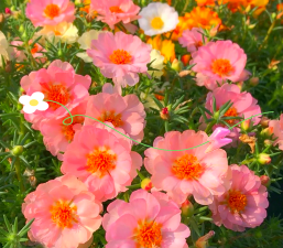 太阳花锦怎么养,掌握关键技巧,轻松爆盆开花 太阳花锦怎么养,掌握关键技巧,轻松爆盆开花