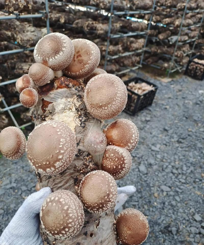 香菇栽培与种植,掌握关键步骤,轻松收获美味 香菇栽培与种植,掌握关键步骤,轻松收获美味