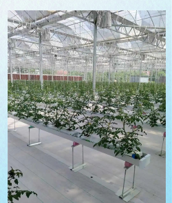 无土栽培技术,掌握核心方法,轻松实现高效种植 无土栽培技术,掌握核心方法,轻松实现高效种植