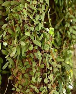 防治抱树莲,识别关键症状,采取有效方法 防治抱树莲,识别关键症状,采取有效方法